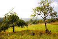 Blick hinterm Haus